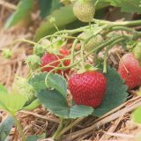 Fraises